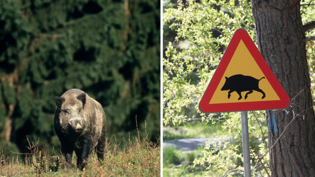 I Sverige finns hittills inget fall där ett vildsvin dödat en människa.